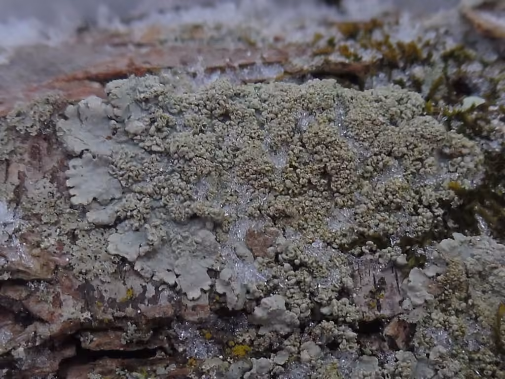 Showman's Loop Lichen, photo 2 sur 5