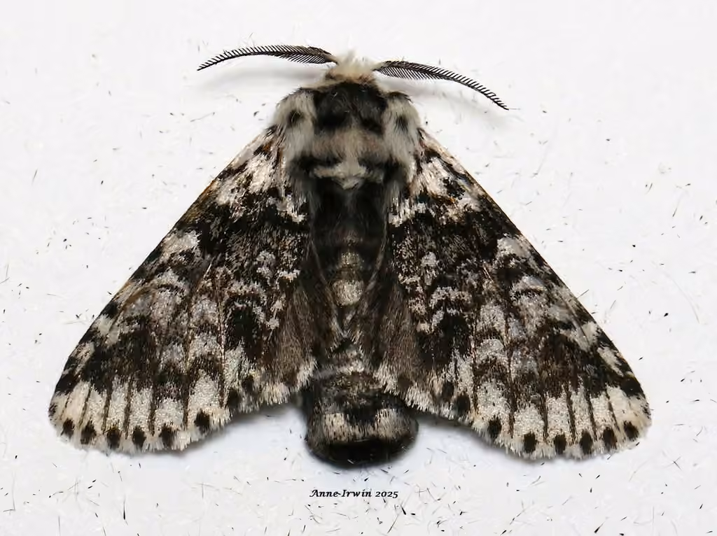 Black-etched Prominent Moth, Adult