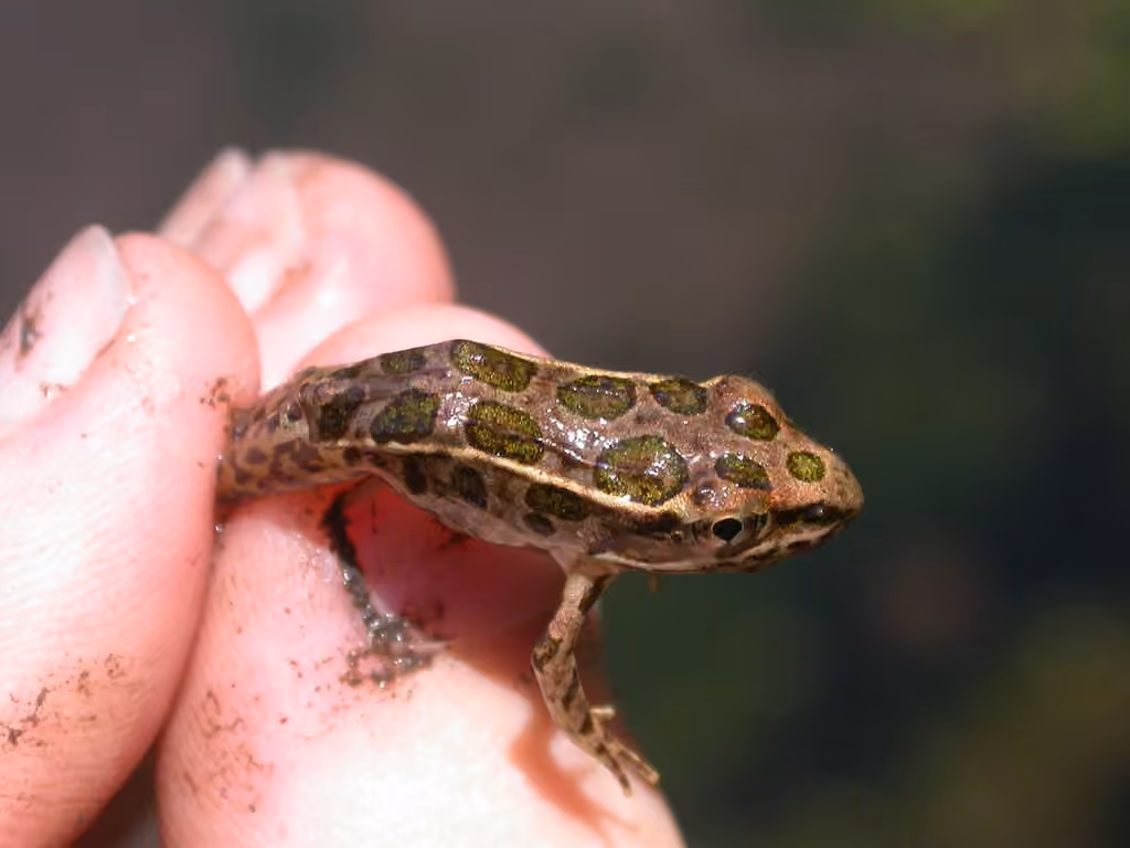 Grenouille des marais, Juvénile