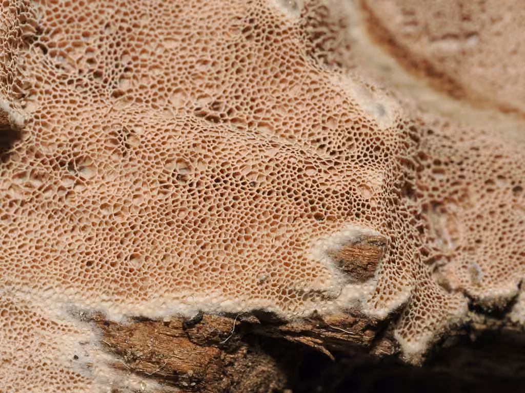 Ceriporia purpurea, photo 2 of 5