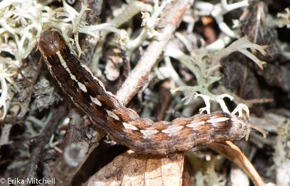 Blueberry Sallow, Chenille