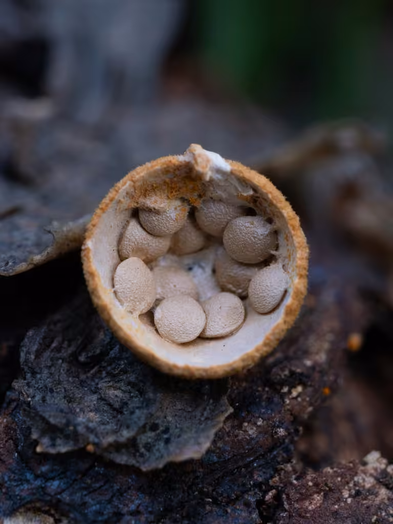 Common Bird's Nest, photo 3 of 5