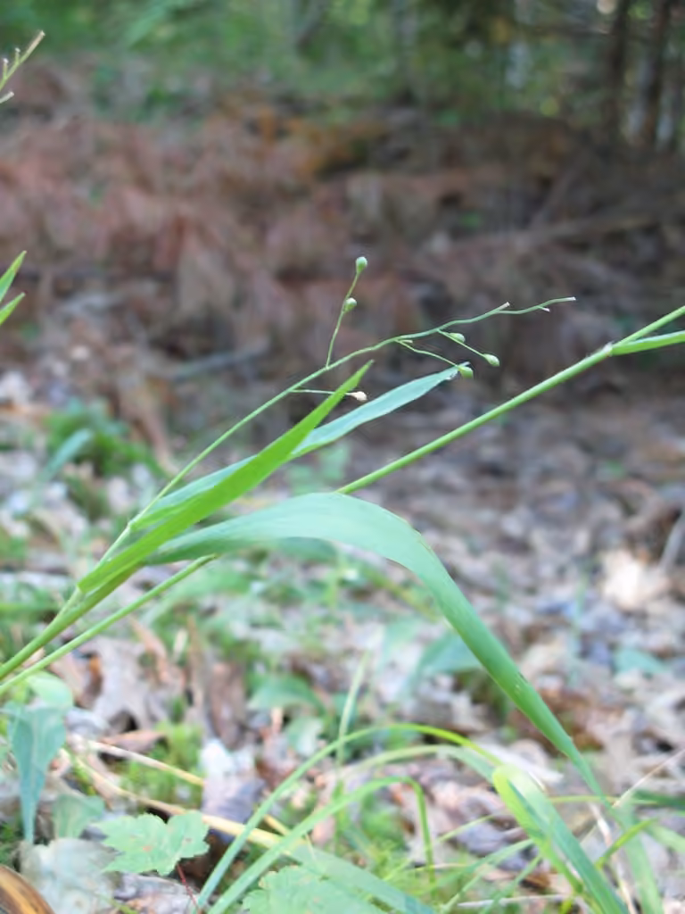 Slender panicgrass, In fruit