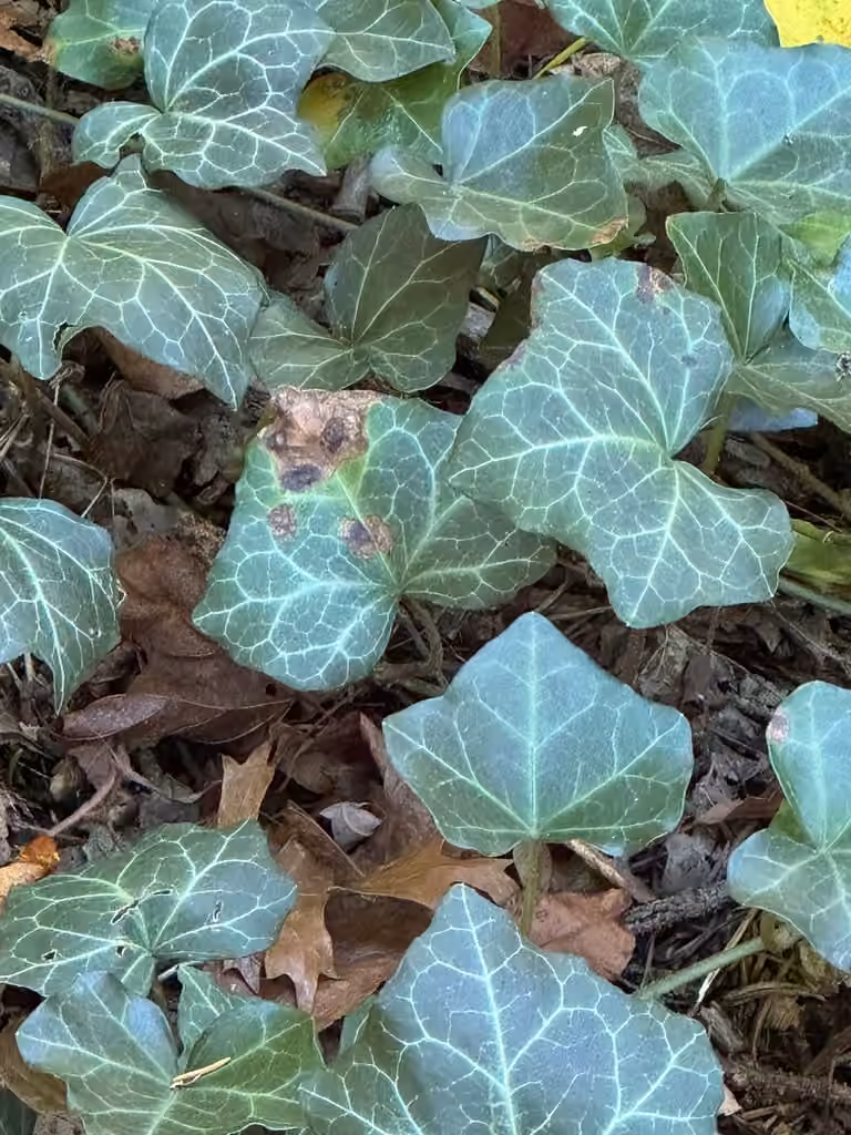 Ivy Anthracnose, photo 2 sur 5