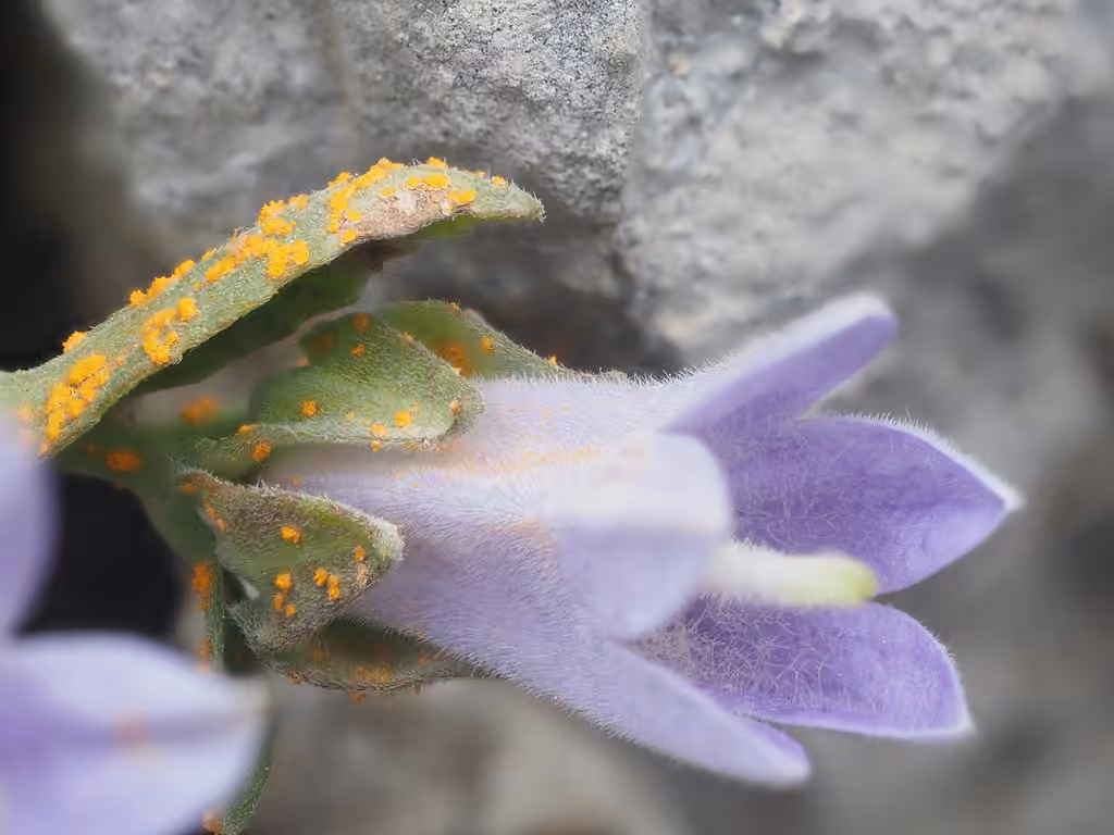 Coleosporium campanulae, photo 1 of 5