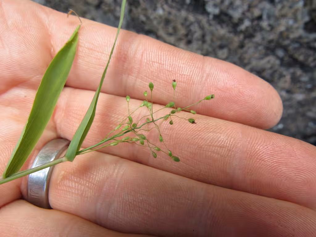 Northern panicgrass