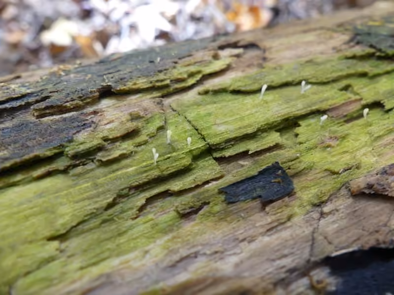 Clavaire muqueuse, photo 2 sur 5