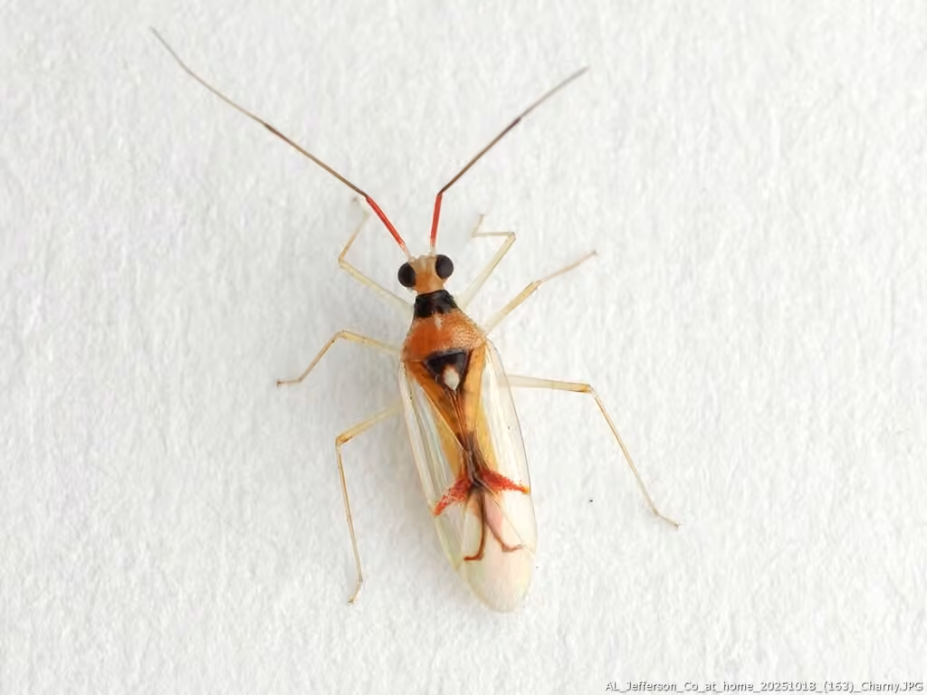 Hyaliodes harti, photo 1 sur 5