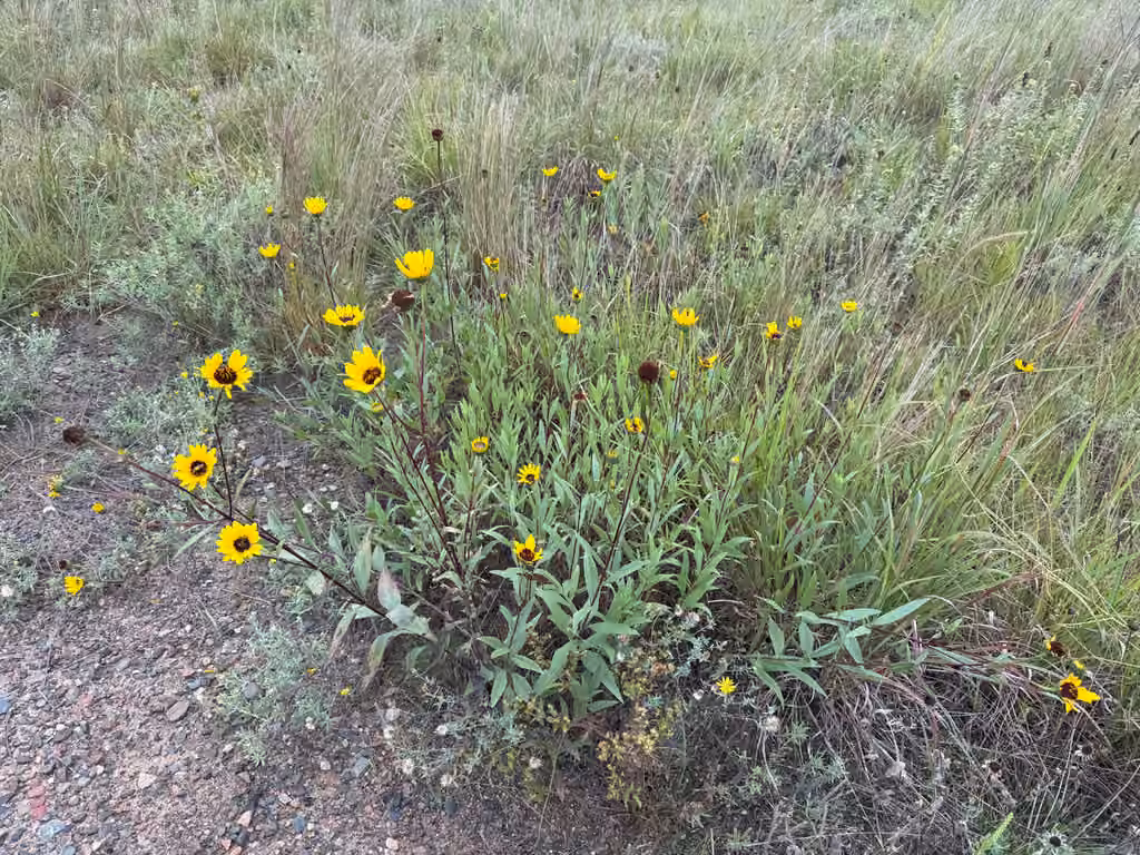 Stiff sunflower, In fruit