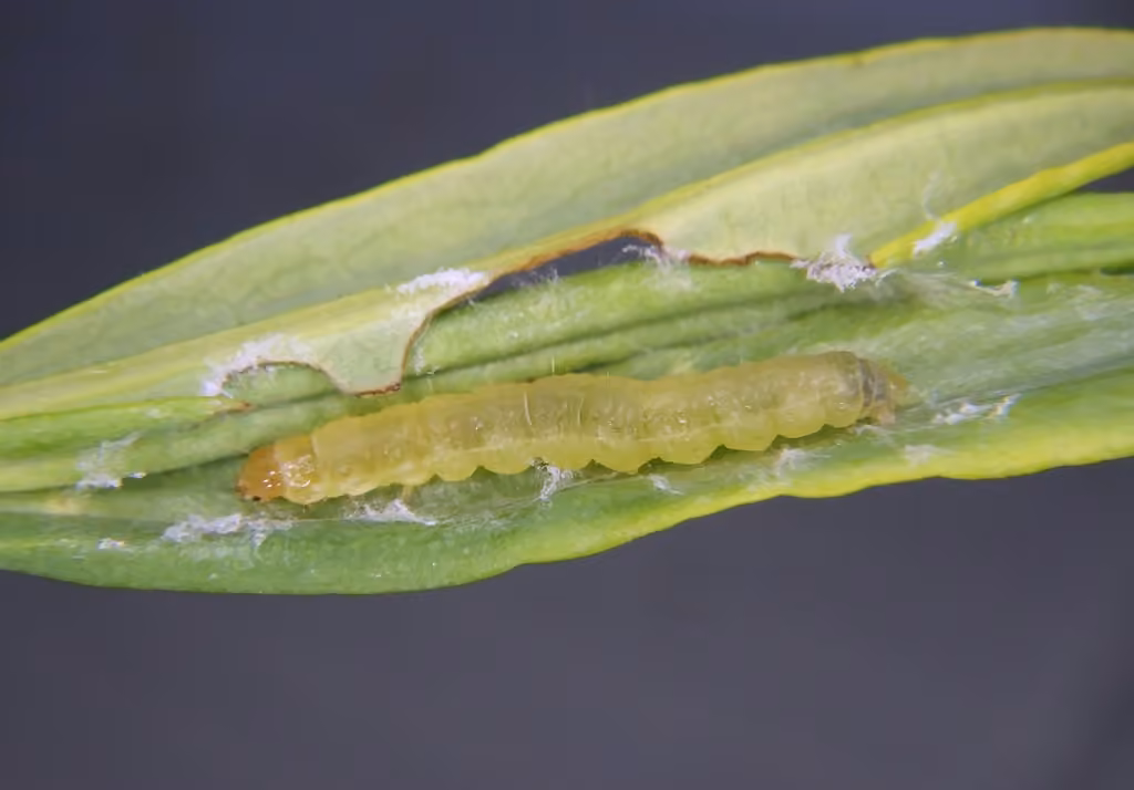 Stained-back Leafroller Moth, Caterpillar