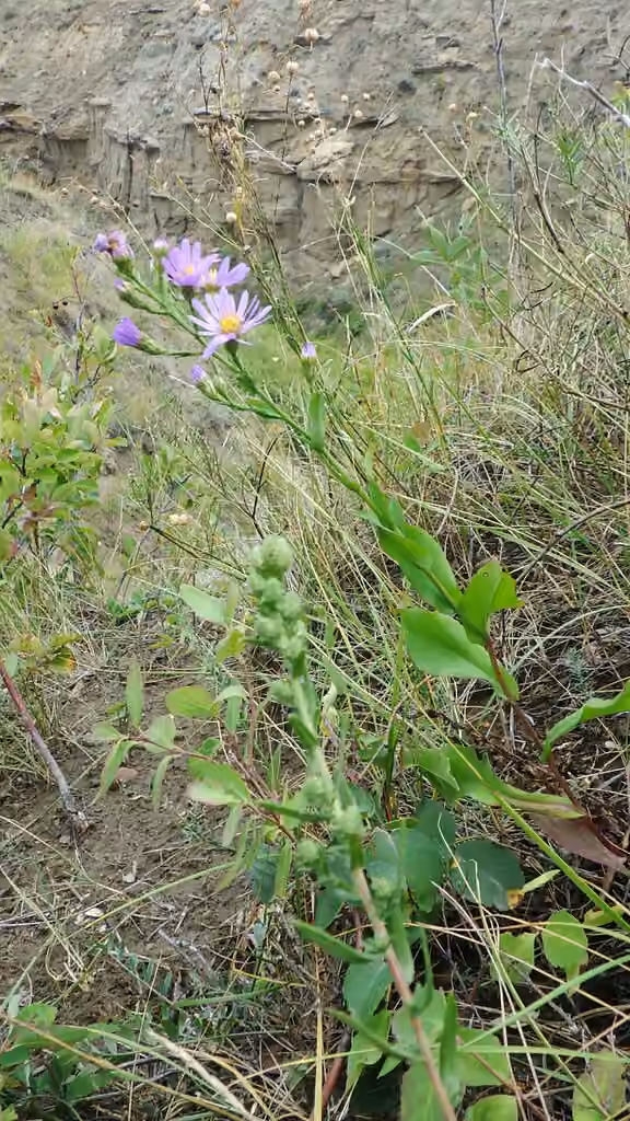 Aster lisse, En fleurs