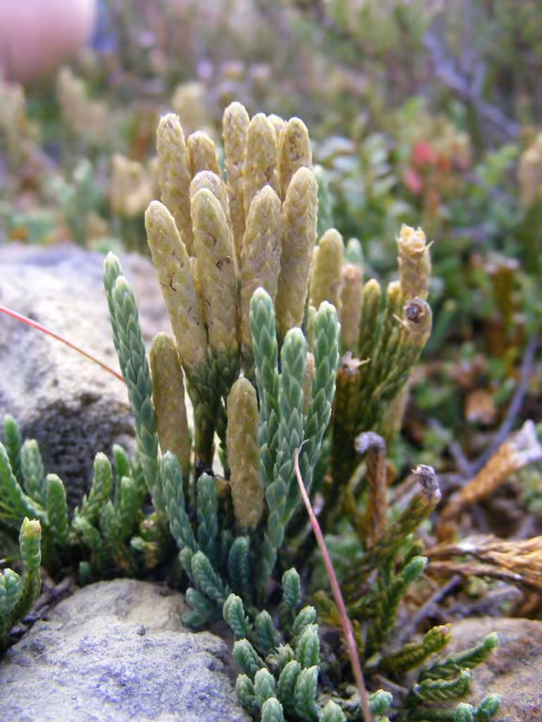 Lycopode alpin