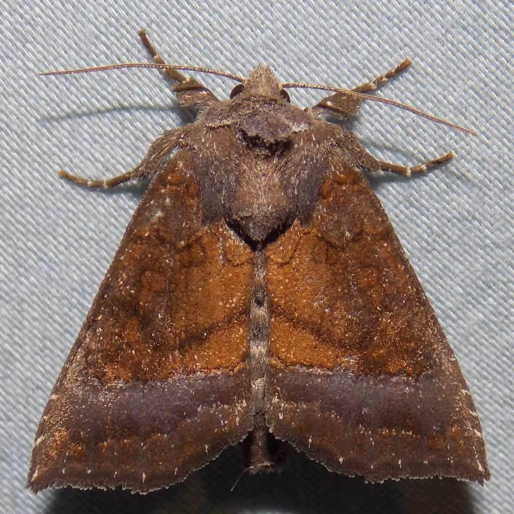 Coneflower Borer Moth, Adult