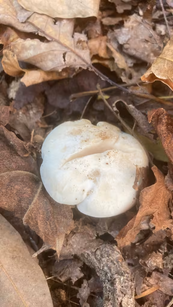 Clitocybe robuste, photo 2 sur 5