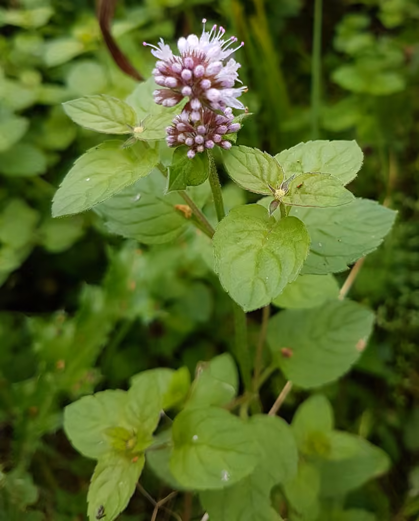 Water mint