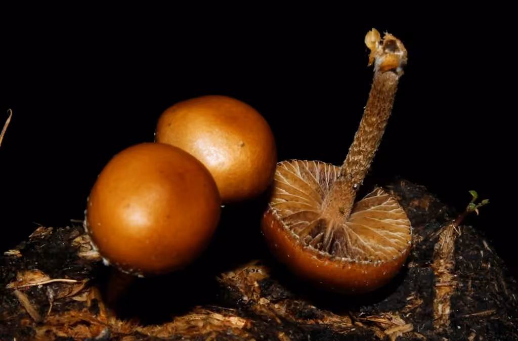 Psilocybe coprophile, photo 2 sur 5