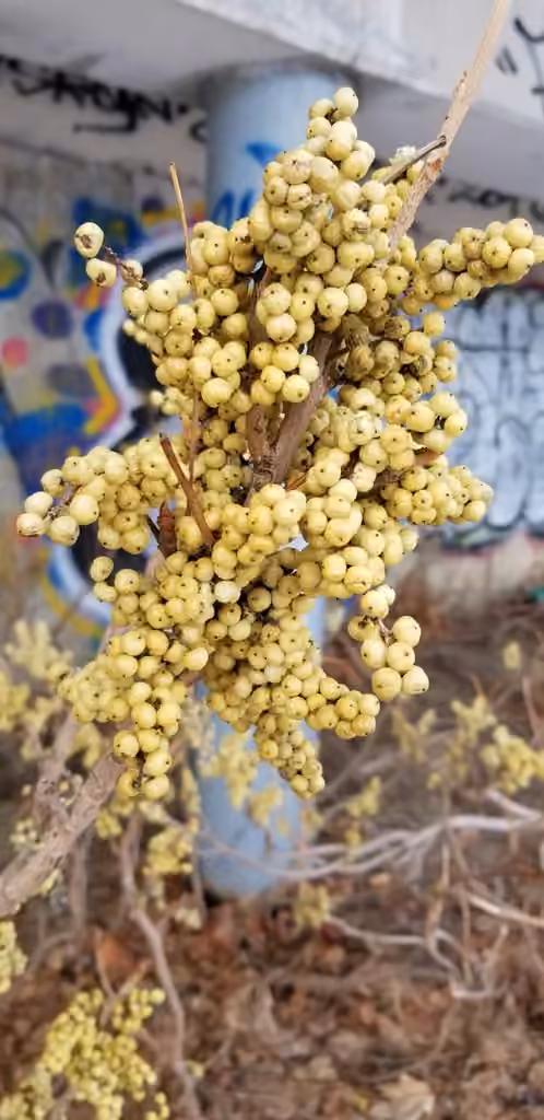 Herbe à puce de Rydberg, En fruits
