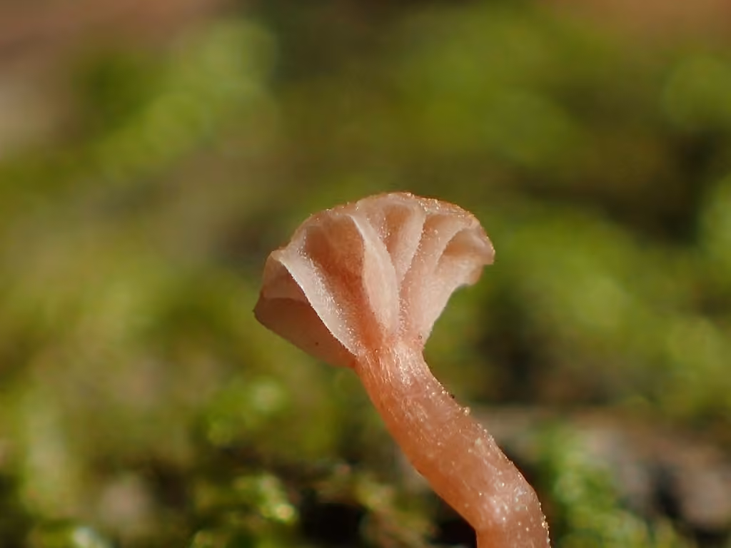 Twisted Deceiver, photo 1 of 5