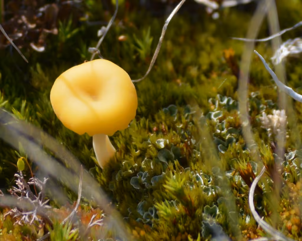 Lichenomphalie d'Hudson, photo 2 sur 5