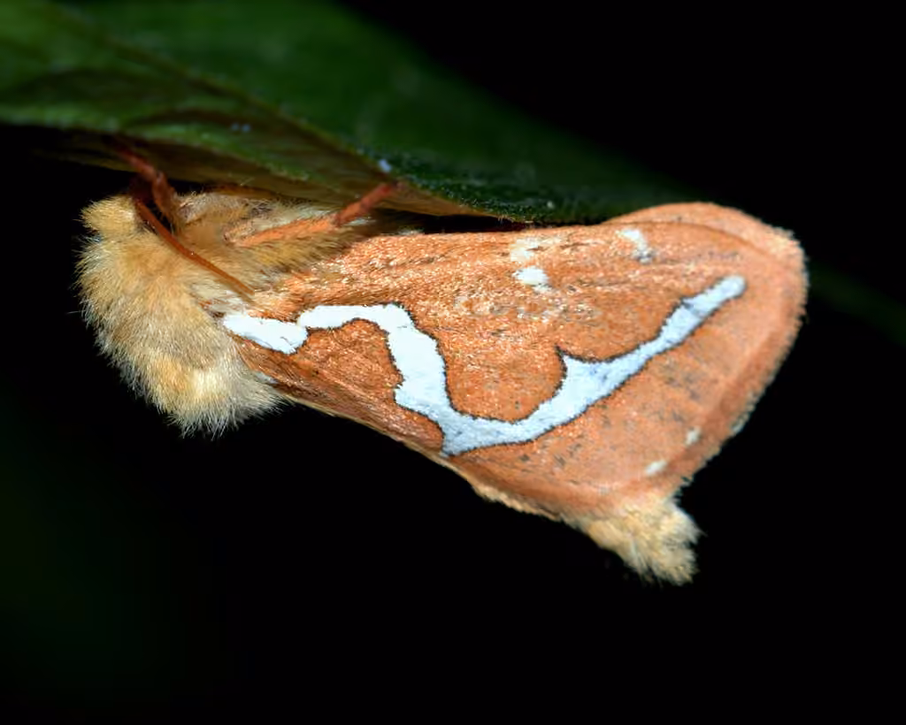 Smooth Ghost Moth, photo 1 sur 5