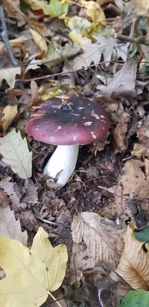 Purple Brittlegill, photo 2 of 5