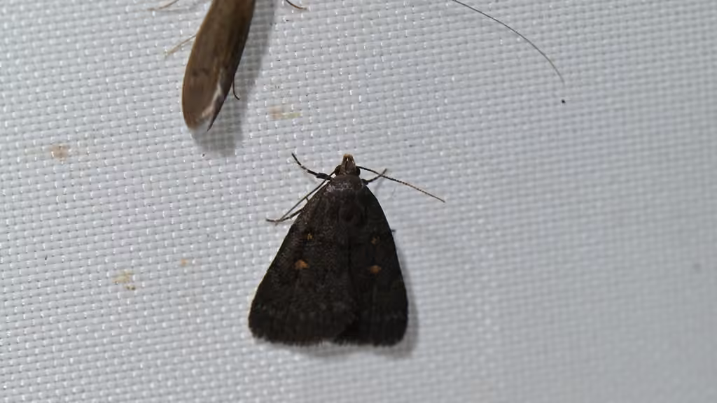Orange-spotted Idia Moth, Adulte