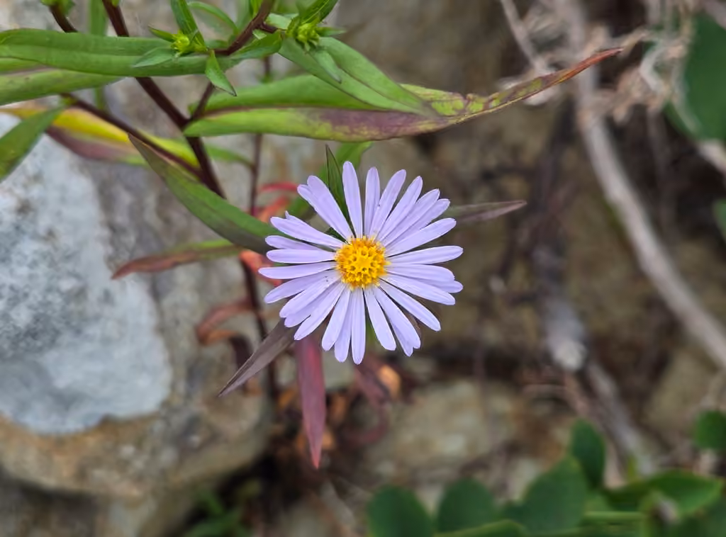 Aster de New York, En fleurs