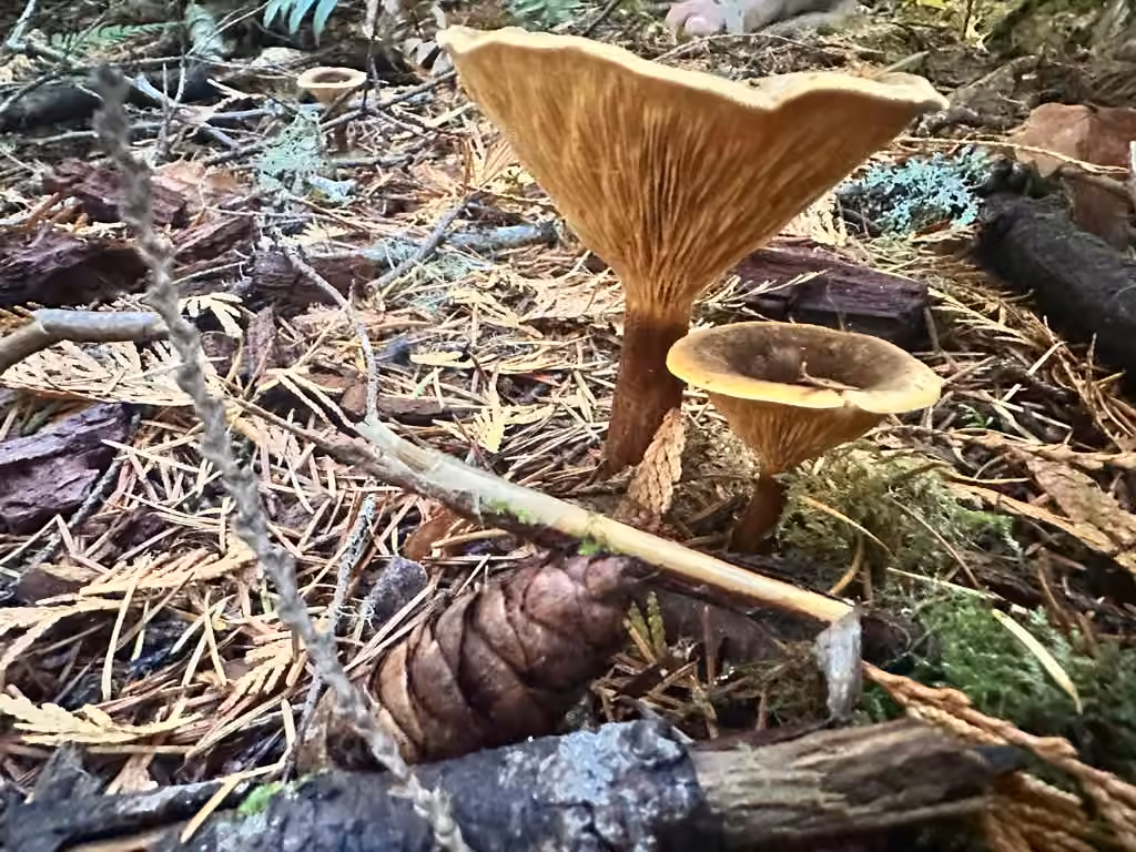 Clitocybe roux, photo 3 sur 5