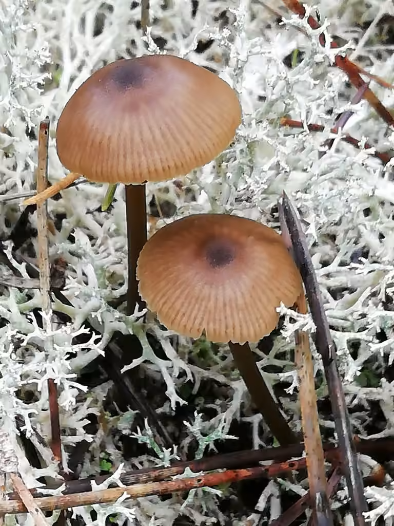 Entolome à pied grêle, photo 1 sur 5