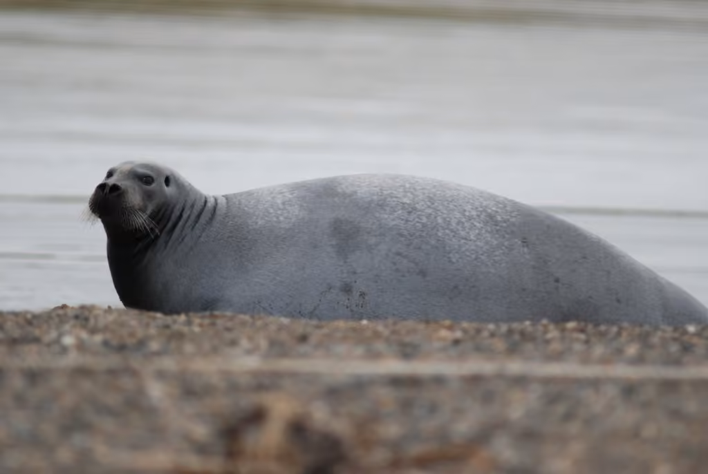 Bearded Seal, Adult