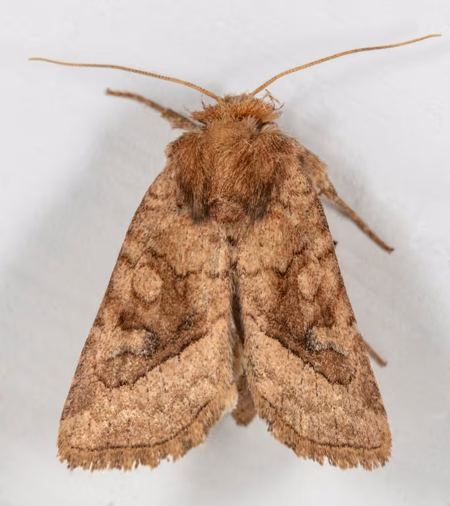 Bridled Arches Moth, photo 3 sur 5