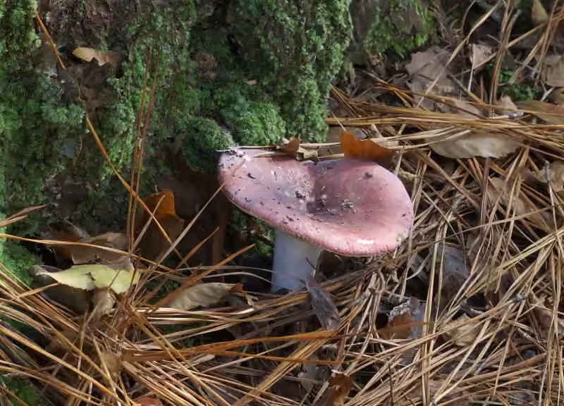 Blackish-red Russula, photo 1 of 5