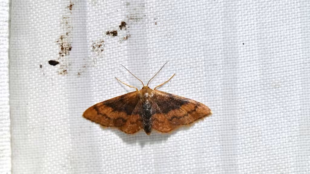 Red-bordered Wave, Adulte