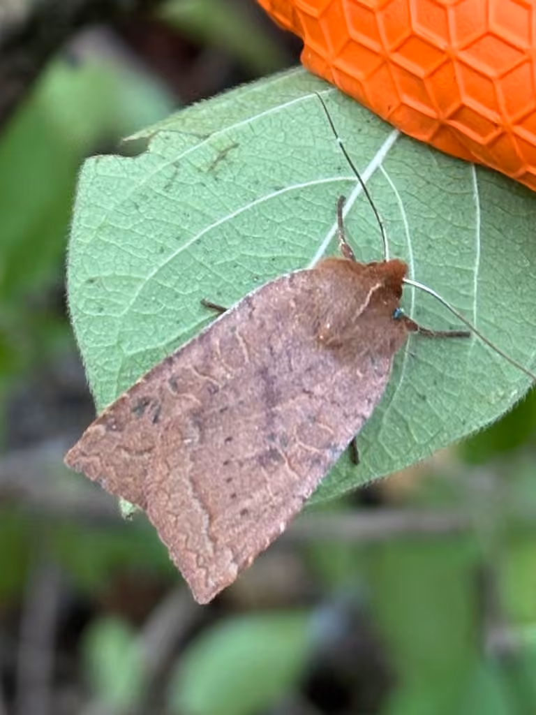 Sloping Sallow, photo 3 sur 5