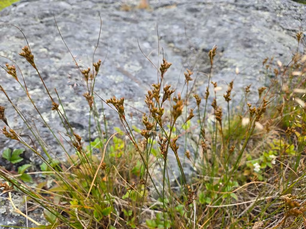 Greene's rush, In fruit