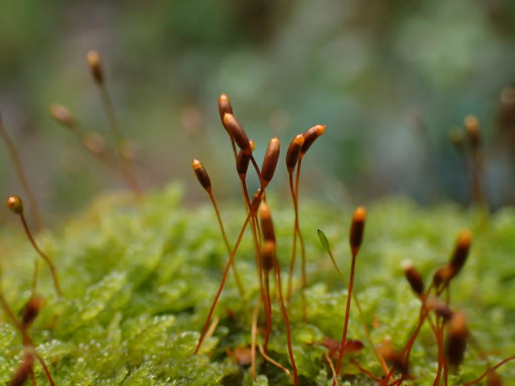 Mamillate Plait-moss, photo 1 of 2