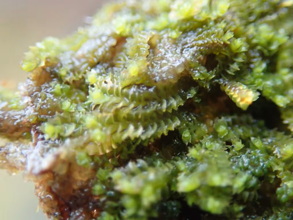 Reddish Notchwort, photo 2 of 5