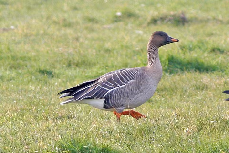 Tundra Bean Goose, photo 3 of 5