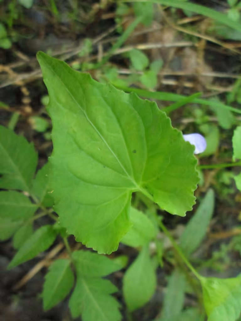 Violette affine, En fleurs