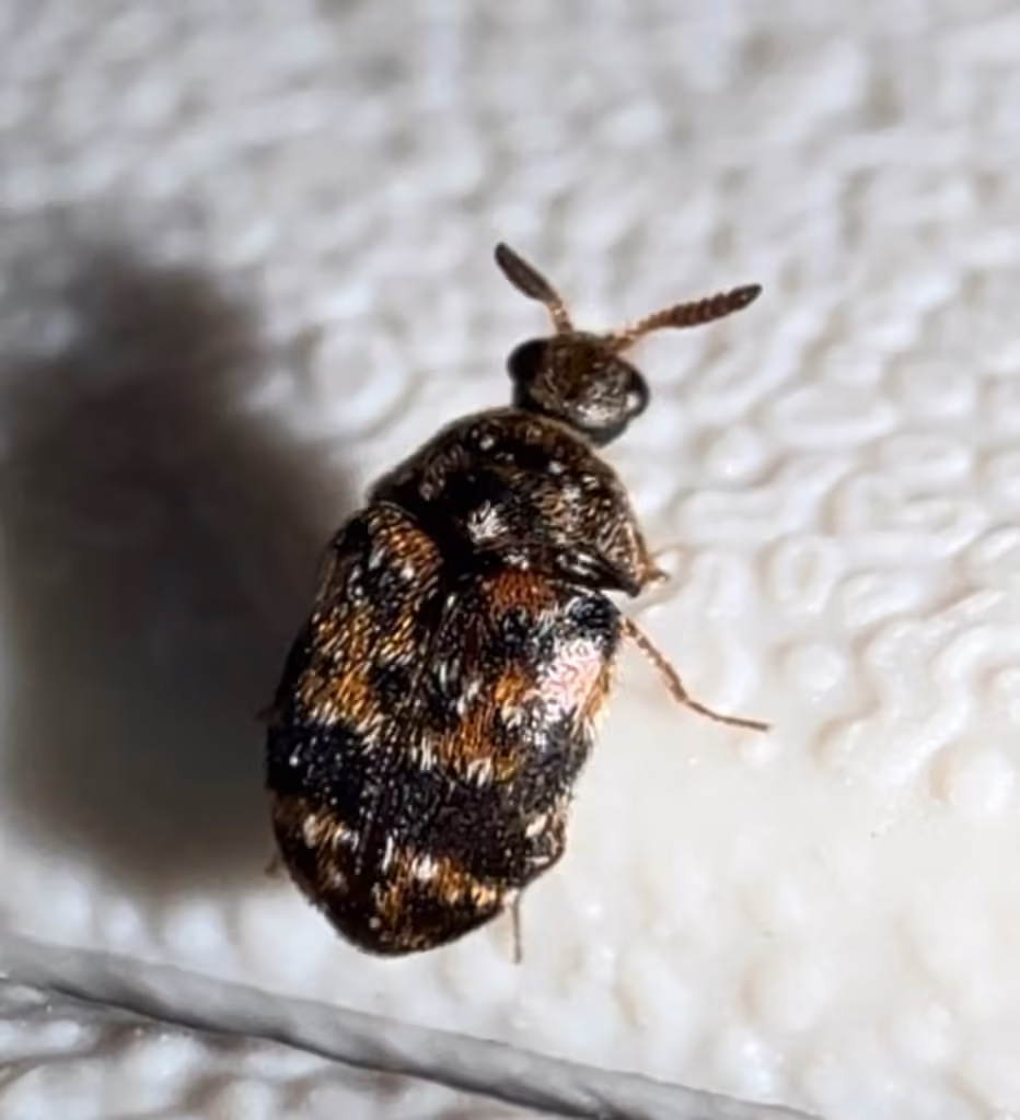 Tricolored Carpet Beetle, Male