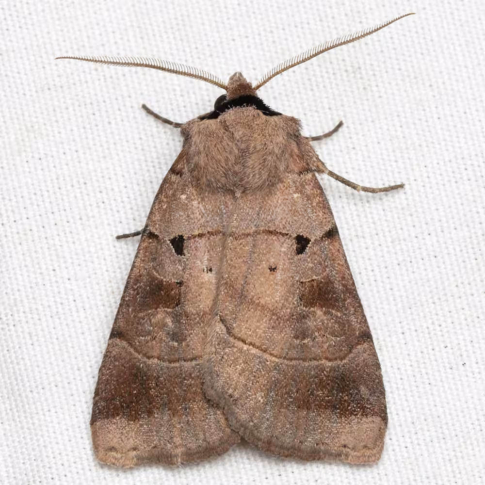 Pale-banded Dart, photo 1 sur 5