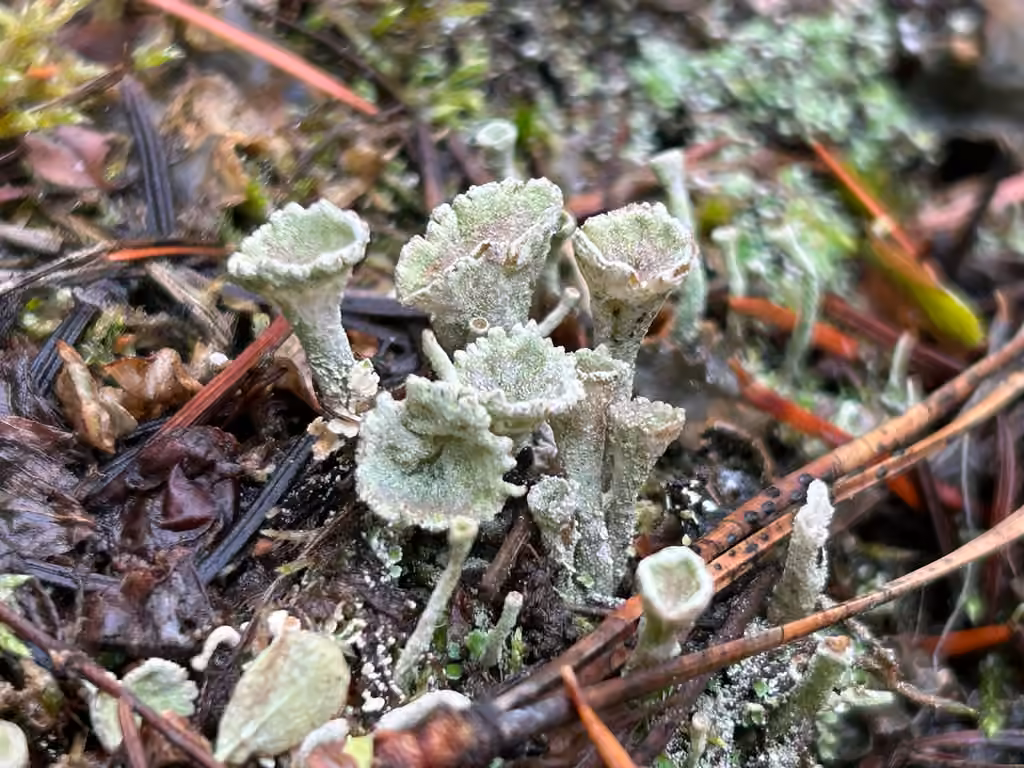 Cladonie carnée, photo 3 sur 5