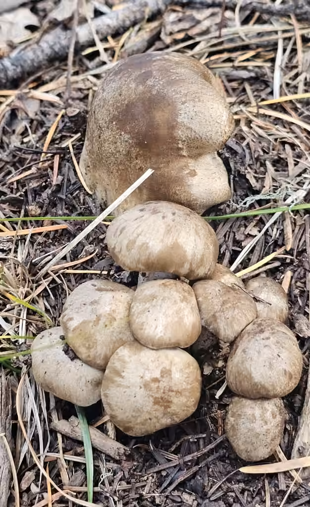 Lyophylle shiméji, photo 2 sur 5