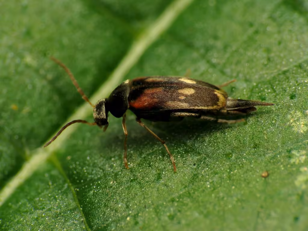 Mordelle élégante, photo 2 sur 5