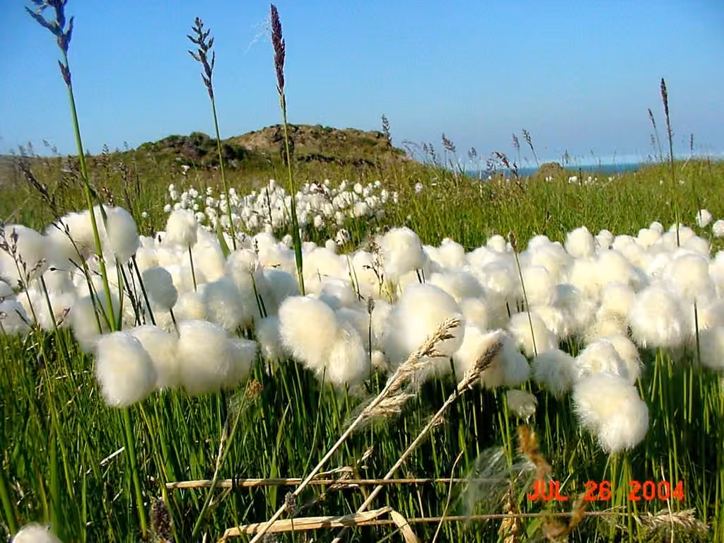 Linaigrette de Chamisso, En fleurs