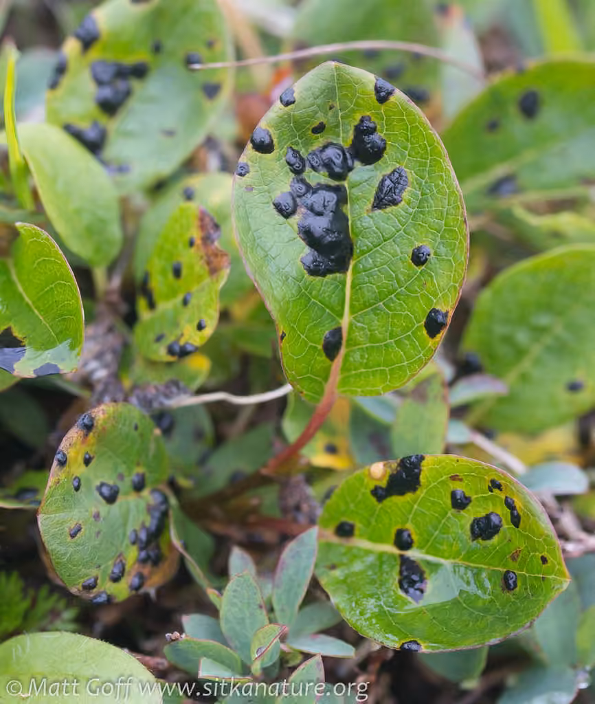 Willow Tarspot, photo 3 of 5