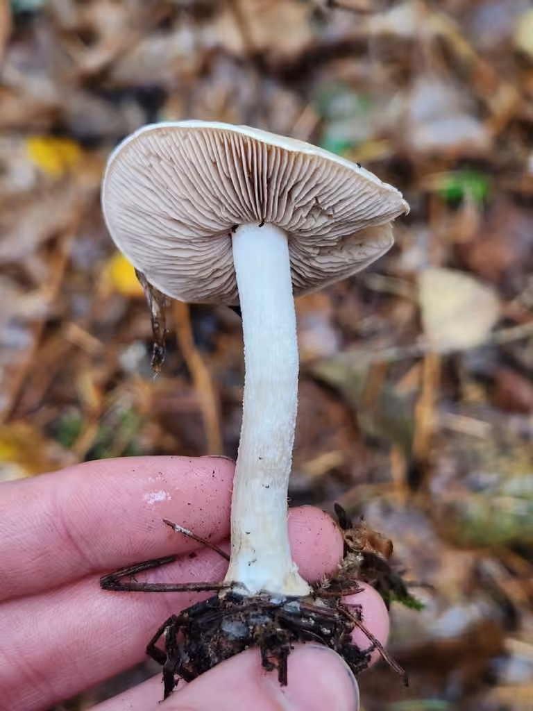 Tricholoma imbricatoides, photo 2 sur 5