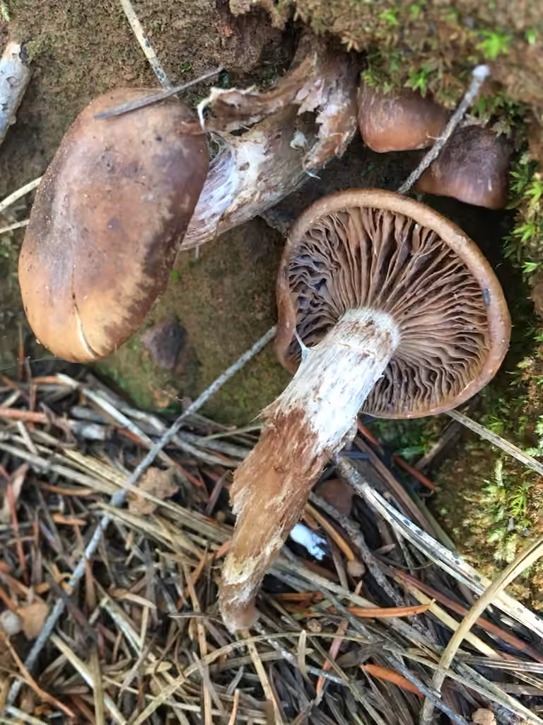 Mustard honey fungus, photo 3 of 5