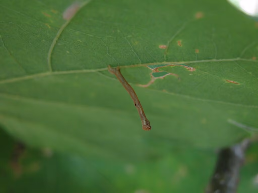 Peacock Moth, photo 1 of 4