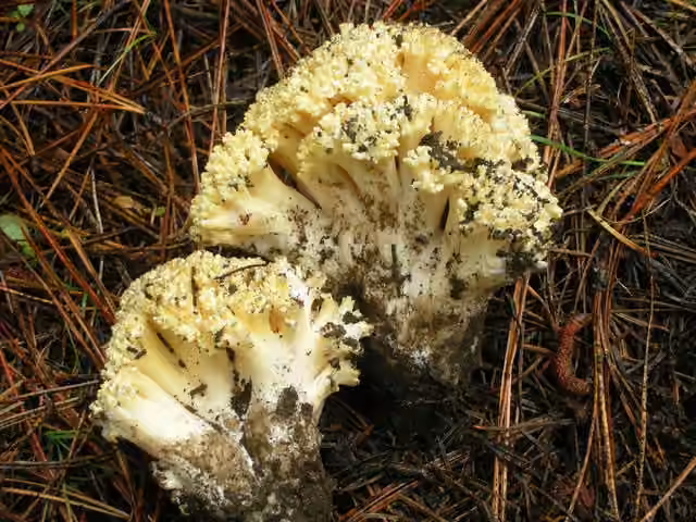 Ramaria rasilispora, photo 1 sur 5